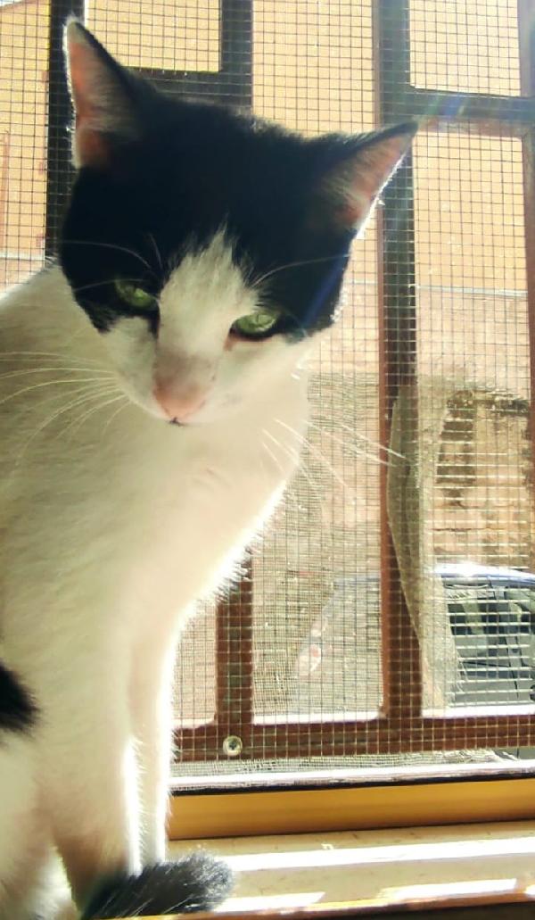 ZORRO & FRANCESCO Foto 4